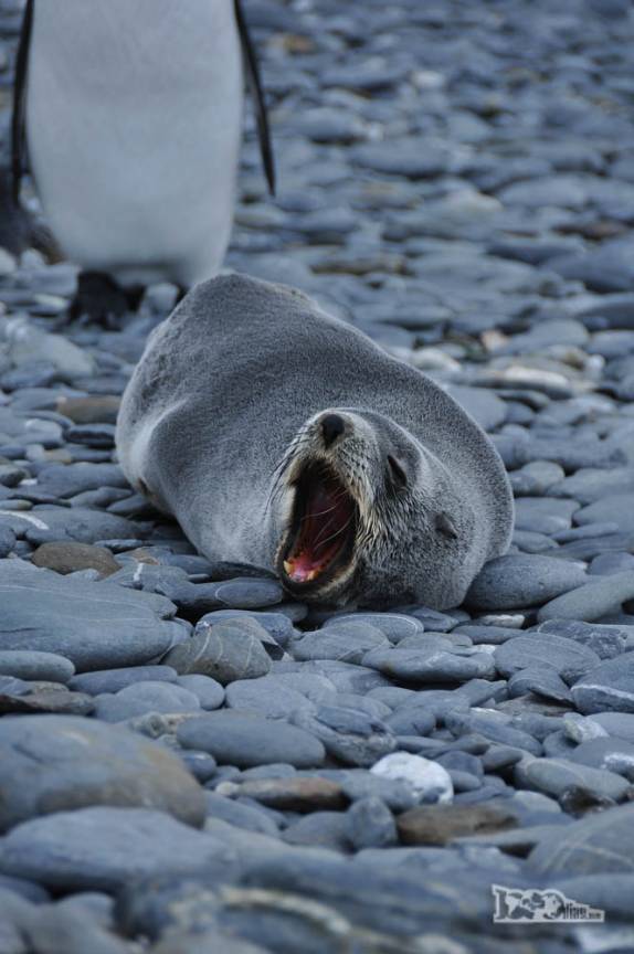 Um preguiçoso filhote de lobo-marinho em Salisbury Plain, na Geórgia do Sul